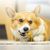 Pet Planet Os de griffage  pour chien