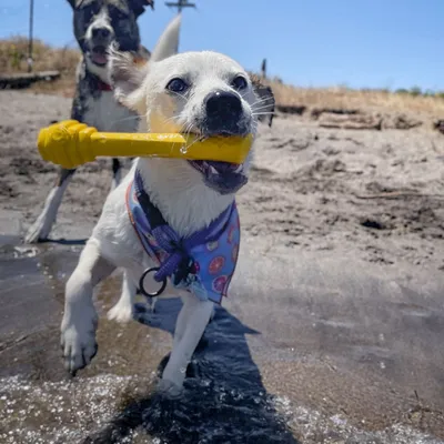 Project Hive Fetch Stick – Bâton flottant à lancer et à remplir