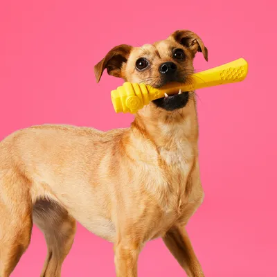 Project Hive Fetch Stick – Bâton flottant à lancer et à remplir