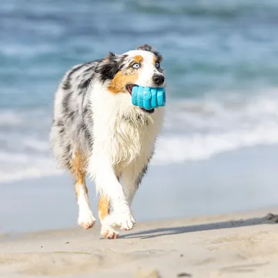 Project Hive – Hive Chew Toy – Jouet flottant à remplir pour chiens