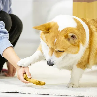 Pet Planet Os de griffage  pour chien