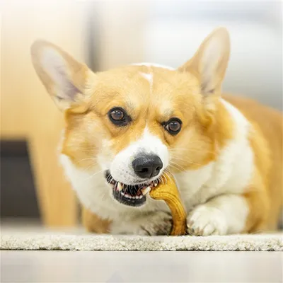 Pet Planet Os de griffage  pour chien