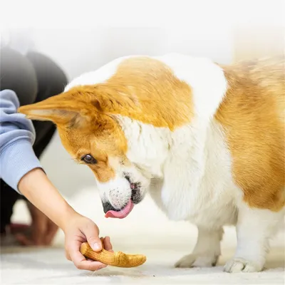Pet Planet Os de griffage  pour chien