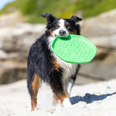Project Hive – Hive Disc – Frisbee flottant à lancer et tapis de léchage