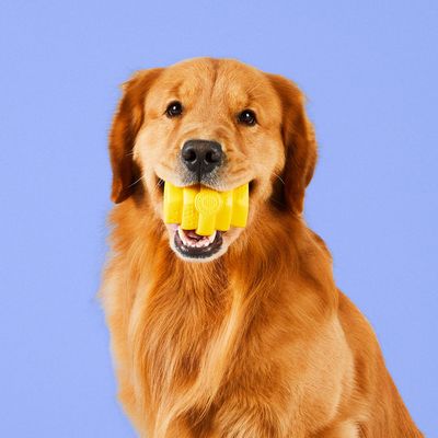 Project Hive – Hive Chew Toy – Jouet flottant à remplir pour chiens