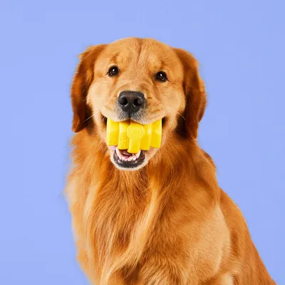 Project Hive – Hive Chew Toy – Jouet flottant à remplir pour chiens