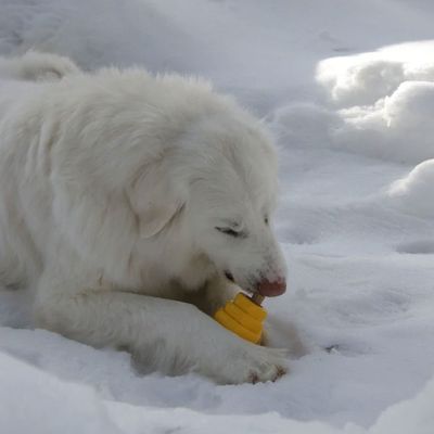 Project Hive – Hive Chew Toy – Jouet flottant à remplir pour chiens