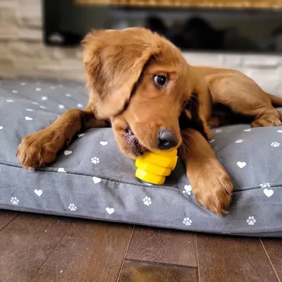 Project Hive – Hive Chew Toy – Jouet flottant à remplir pour chiens