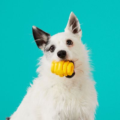 Project Hive – Hive Chew Toy – Jouet flottant à remplir pour chiens