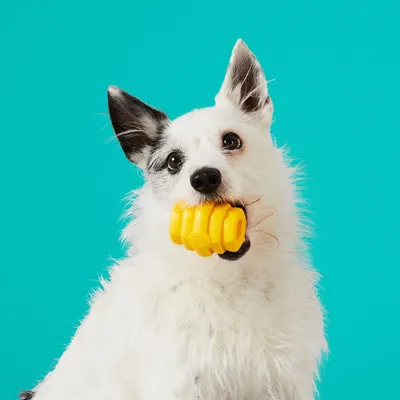 Project Hive – Hive Chew Toy – Jouet flottant à remplir pour chiens
