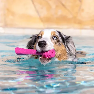 Project Hive Fetch Stick – Bâton flottant à lancer et à remplir