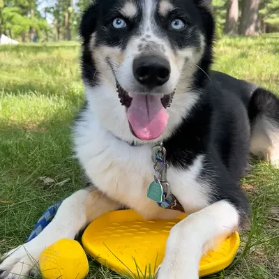 Project Hive – Hive Disc – Frisbee flottant à lancer et tapis de léchage