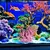 Pet Planet Aquariums Miniatures De Corail Mou Pet Planet Aquariums Miniatures De Corail Mou