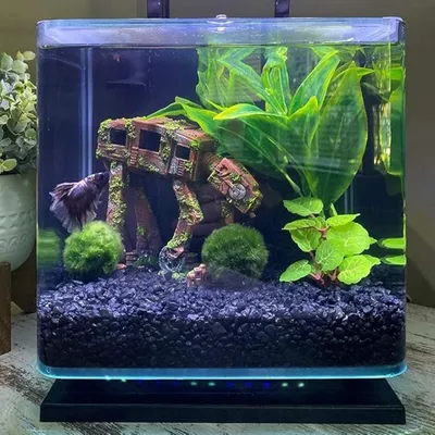 Pet Planet Poissons Décoration Aquarium