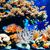 Pet Planet Aquariums Miniatures De Corail Mou
