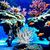 Pet Planet Aquariums Miniatures De Corail Mou
