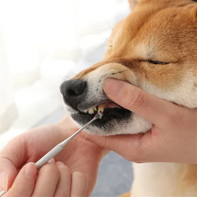 IntiMeg Bolígrafo para limpiar los dientes de perros y gatos