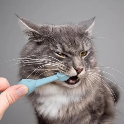 Pet Planet Brosse à dents en silicone pour chien et chat