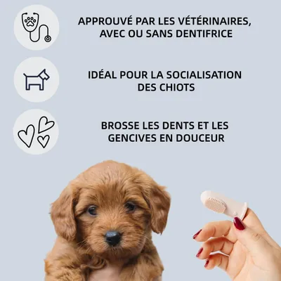 ZooVenture Groupe de deux brosses silicone pour chien