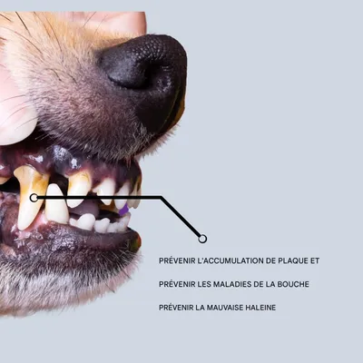 ZooVenture Groupe de deux brosses silicone pour chien