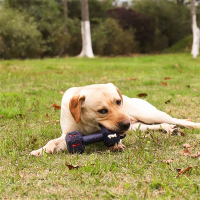 Pet Planet Hantel en caoutchouc naturel pour chiens