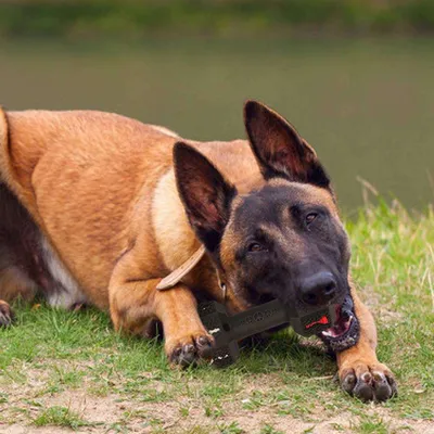 Pet Planet Hantel en caoutchouc naturel pour chiens