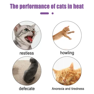 IntiMeg Spray anti - anxiété pour chat