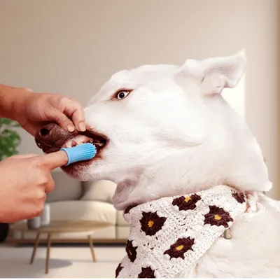 Petopia Kit de brossage des dents pour chien