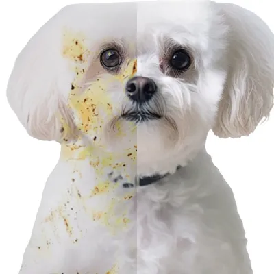 Petopia Gants de nettoyage pour chien et chat