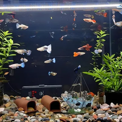 Pet Planet Aquariums Bateau De Décoration En Résine