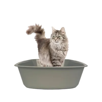 PET DESIGN Bac à Litière Gris - 33,5 x 43,2 x 10 cm PET DESIGN Bac à Litière Gris - 33,5 x 43,2 x 10 cm