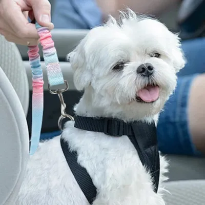 Furry Fusion Harnais de siège auto pour chien Gradient