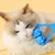 FurryFusion Brosse de massage pour chien et chat