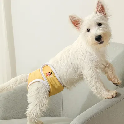 FurryFusion Couche hygiénique pour chien