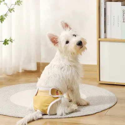 FurryFusion Couche hygiénique pour chien