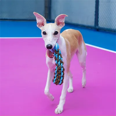 IntiMeg Balle en corde pour chien