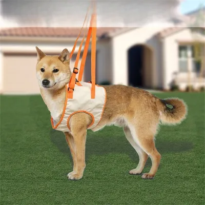 Pet Planet Ceinture d'assistance pour les pattes avant de chien