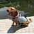 UAMLY Gilet de sauvetage pour chien pour la natation