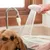 IntiMeg Cabezal de ducha para perros y gatos IntiMeg Cabezal de ducha para perros y gatos