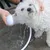 IntiMeg Cabezal de ducha para perros y gatos IntiMeg Cabezal de ducha para perros y gatos