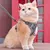 UAMLY Harnais de poitrine et laisse pour chat
