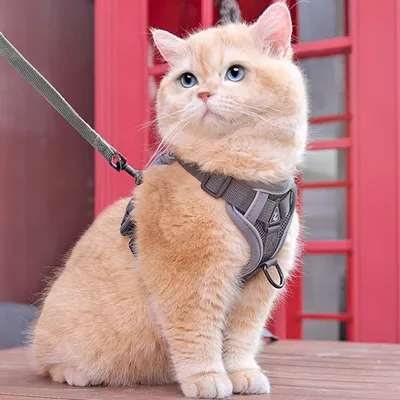 UAMLY Harnais de poitrine et laisse pour chat