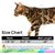 UAMLY Ensemble Harnais et Laisse pour Chat