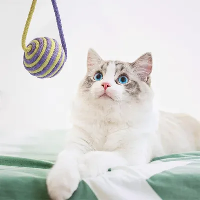 Pet Planet Balle de jeu en sisal pour chat