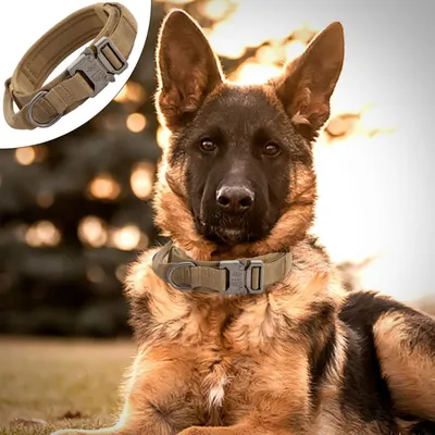 Petopia Collier tactique pour chien