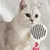 IntiMeg Brosse autonettoyante pour chien et chat