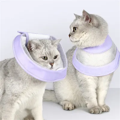 Pet Planet Collier d'Élisabeth en grille pour chats et chiens