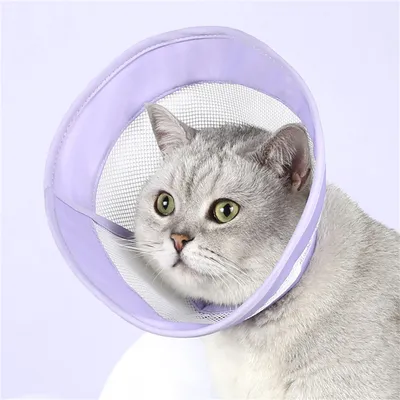 Pet Planet Collier d'Élisabeth en grille pour chats et chiens
