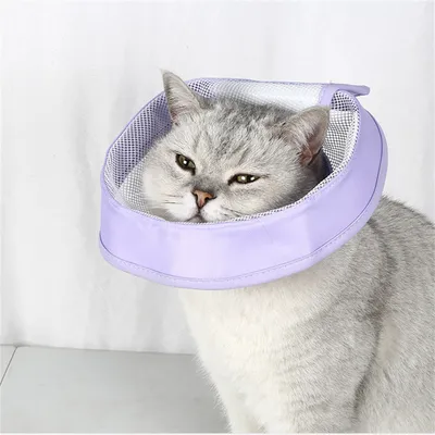 Pet Planet Collier d'Élisabeth en grille pour chats et chiens