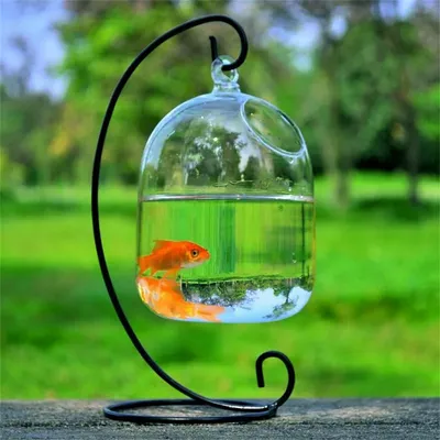 IntiMeg Petit aquarium